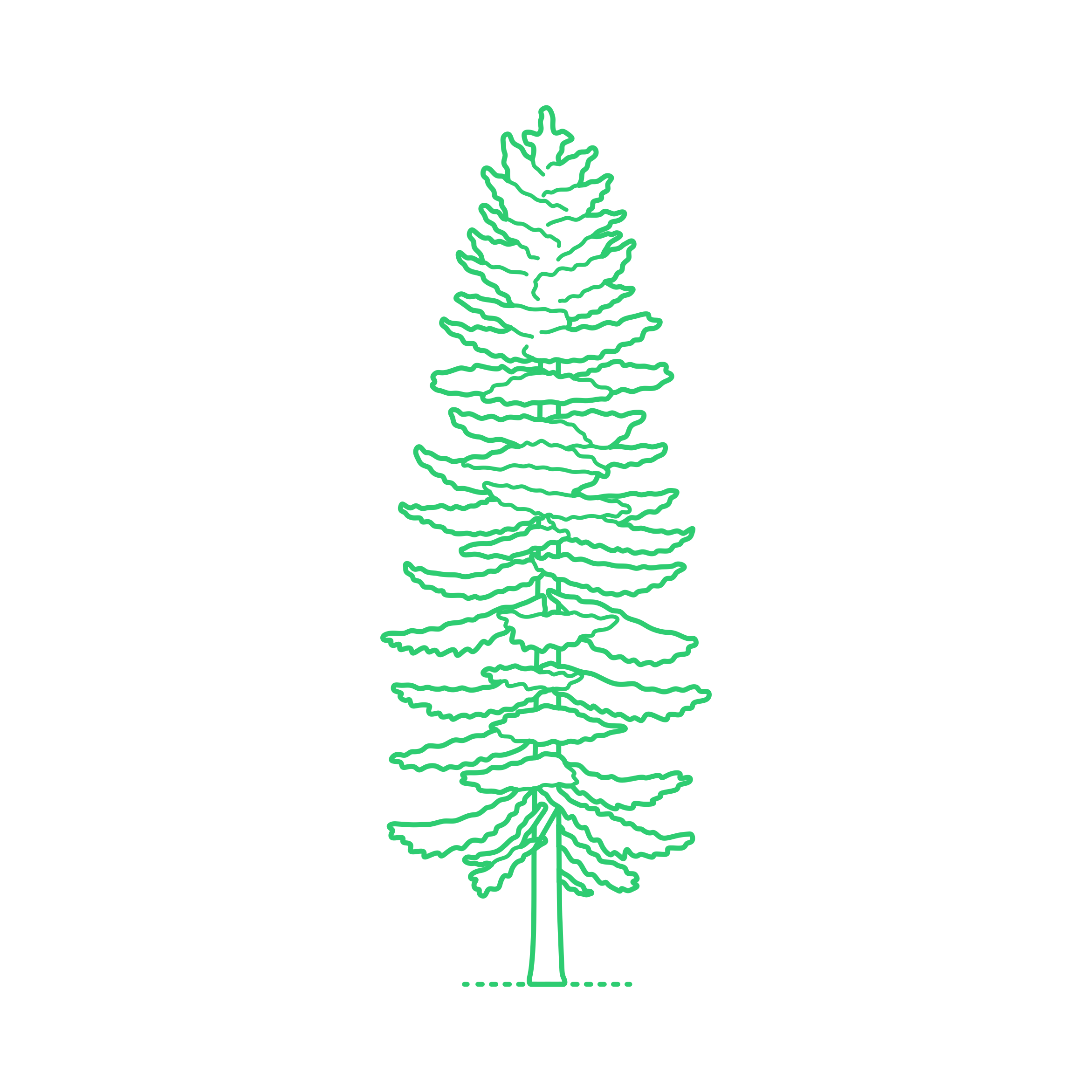 Plants Spruces White Spruce Craft Design Svg File Free Vectors